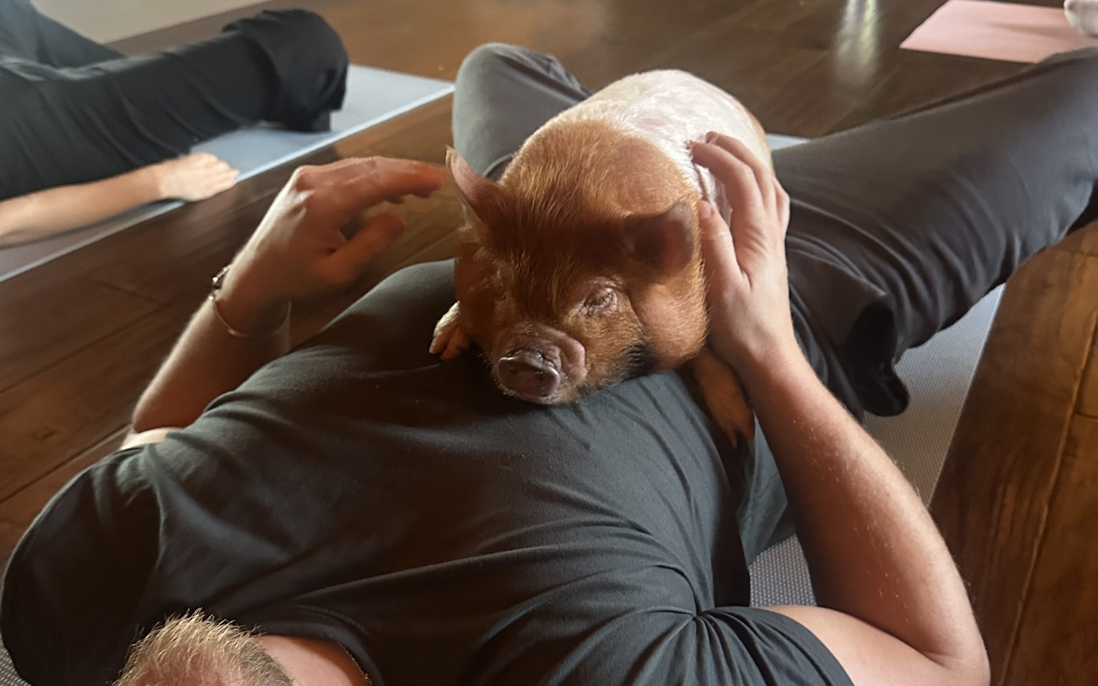 A guest laughing on his mat with a piglet snuggled on his chest at a Paws & Pose private session