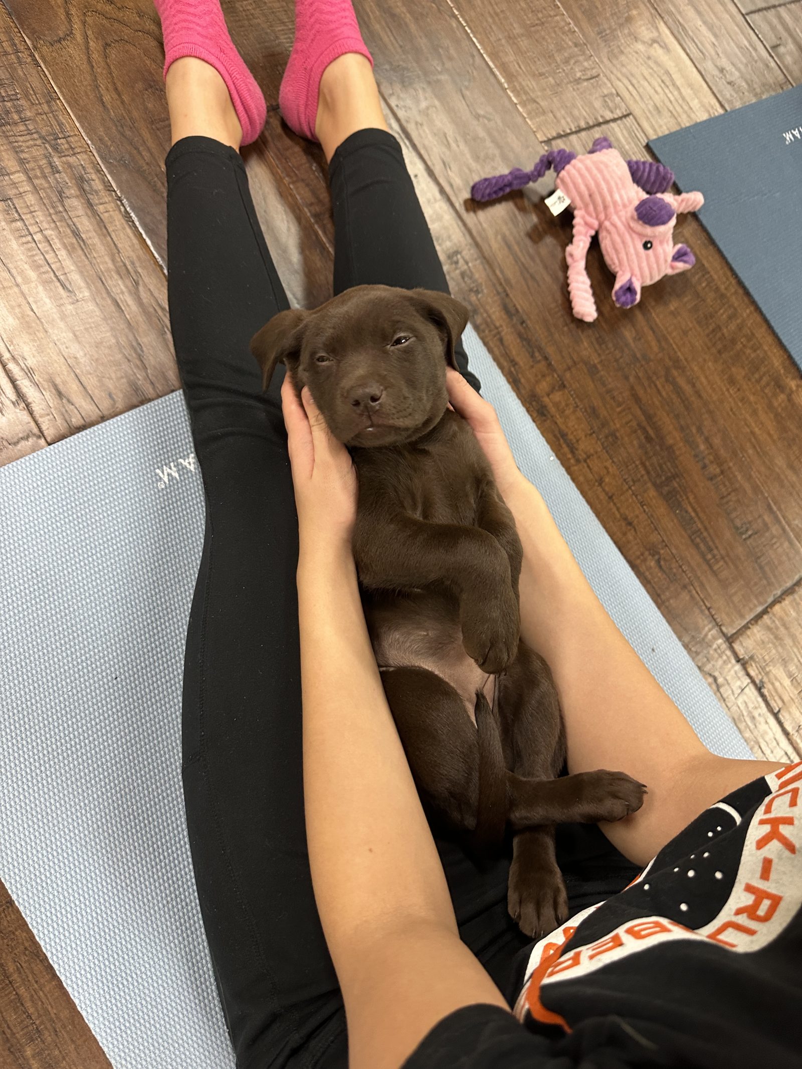 A chocolate lab puppy melting into a guest's lap mid-class