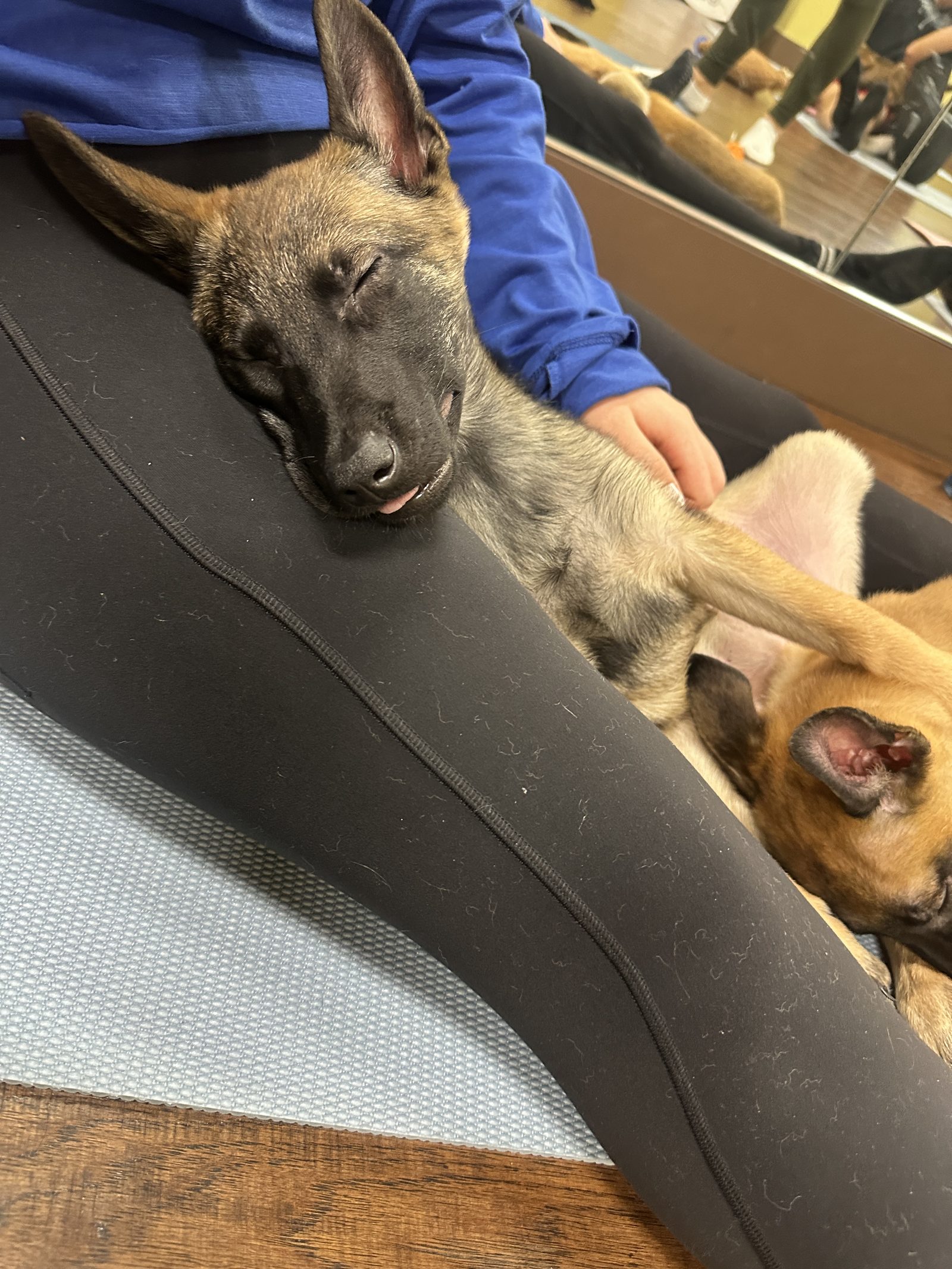 A sleepy puppy dozing off on a guest's legs during relaxation