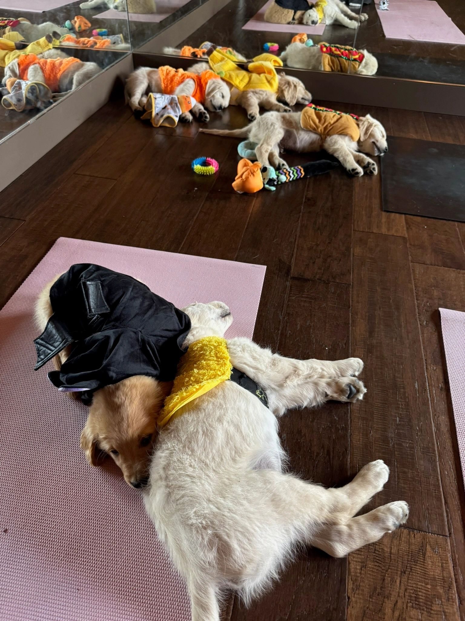Puppies enjoying their rest break between classes
