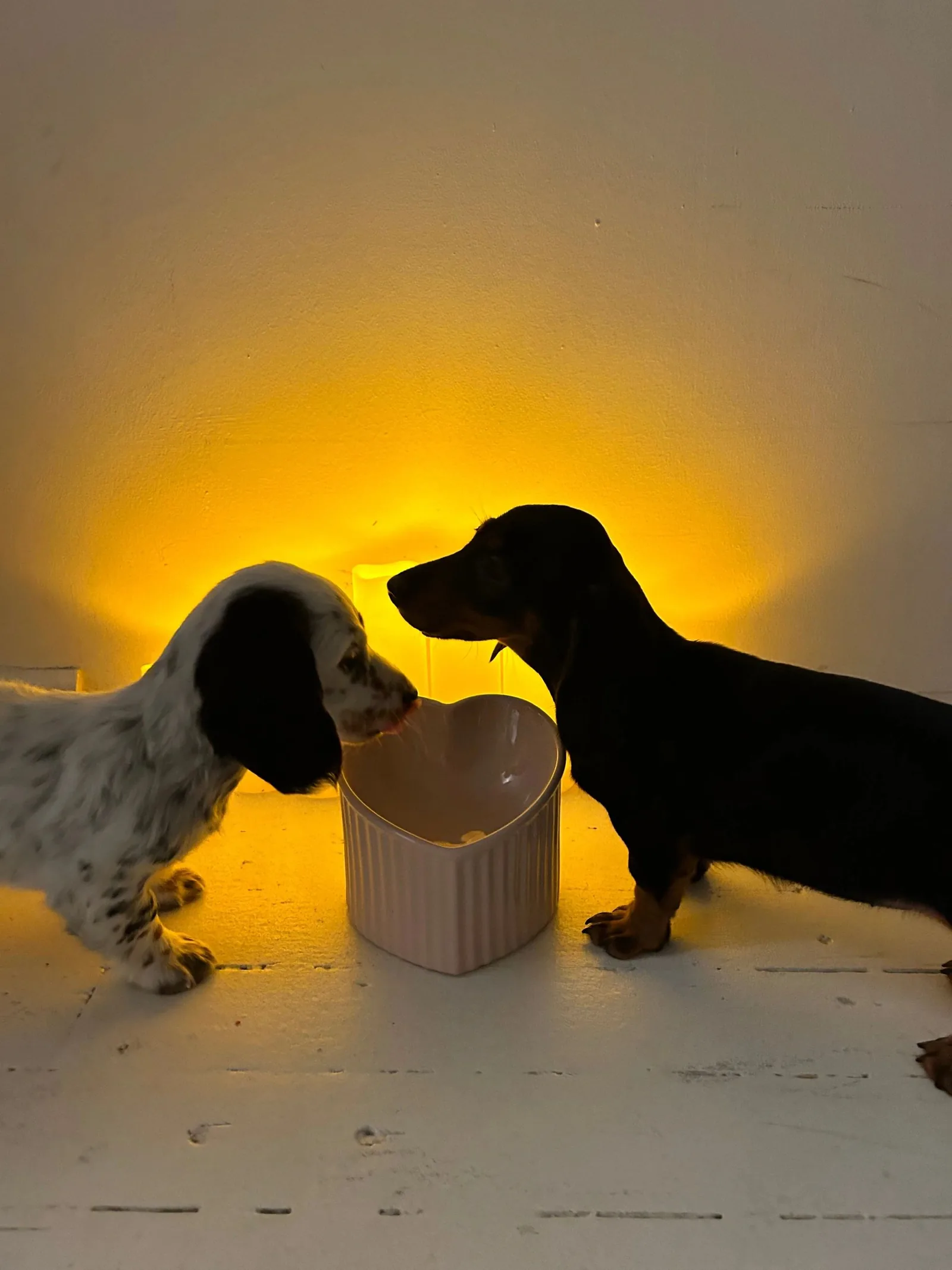 Puppies resting calmly in the warm, candle-lit Paws & Pose studio